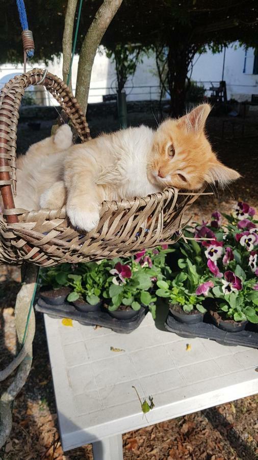 B&B Il Gatto Nero Castelveccana Luaran gambar